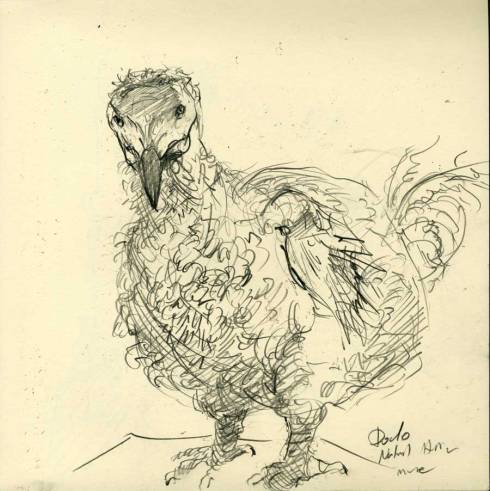 netter.naturalhistory.dodo